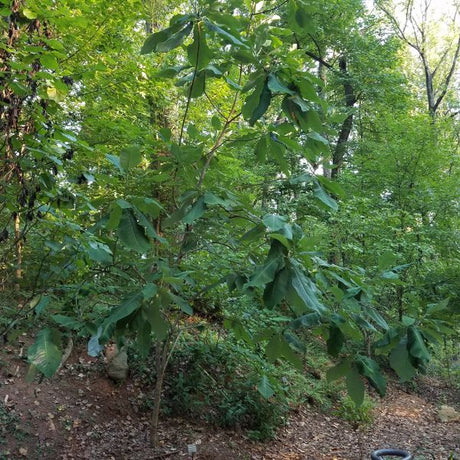 Cucumber Tree Magnolia