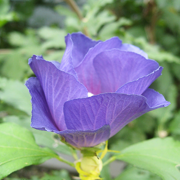 Azurri Blue Satin? Rose of Sharon Shrub
