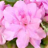 Encore&reg; Autumn Carnation&reg; Azalea