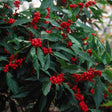 Winter Red Holly