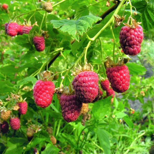 Willamette Raspberry Bush