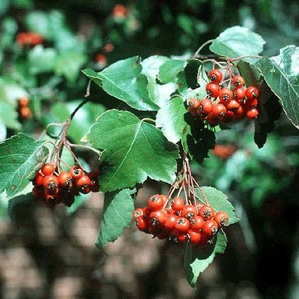 Washington Hawthorn