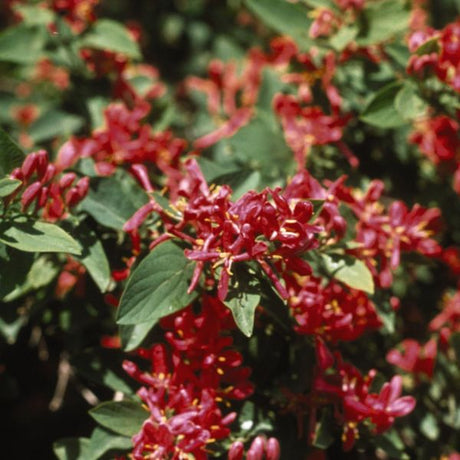 Arnold Red Honeysuckle