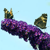 Black Knight Butterfly Bush