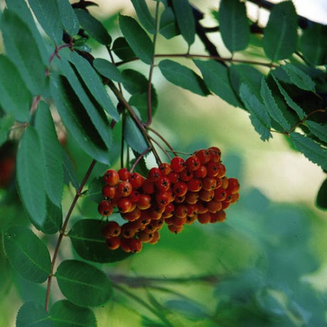 Showy Mountain Ash