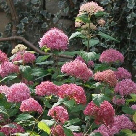 Bella Anna Hydrangea