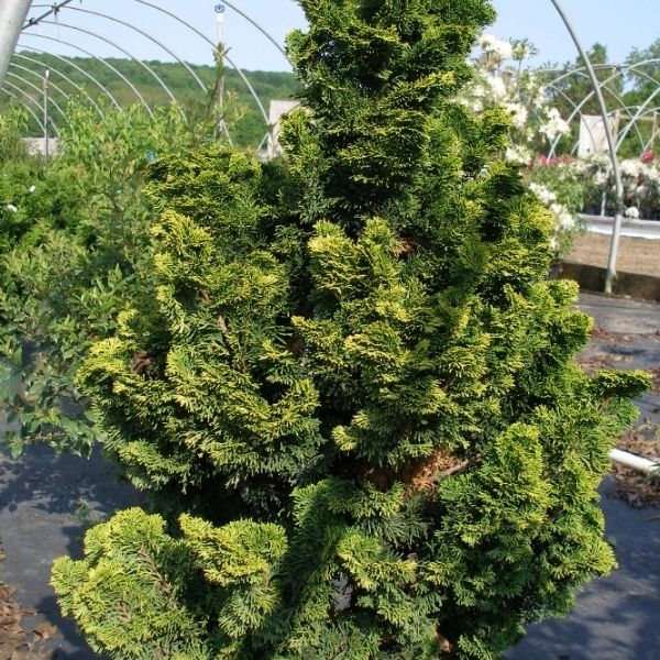 Verdoni False Cypress