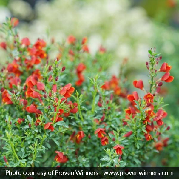 Scotch Broom Sister Redhead&reg;