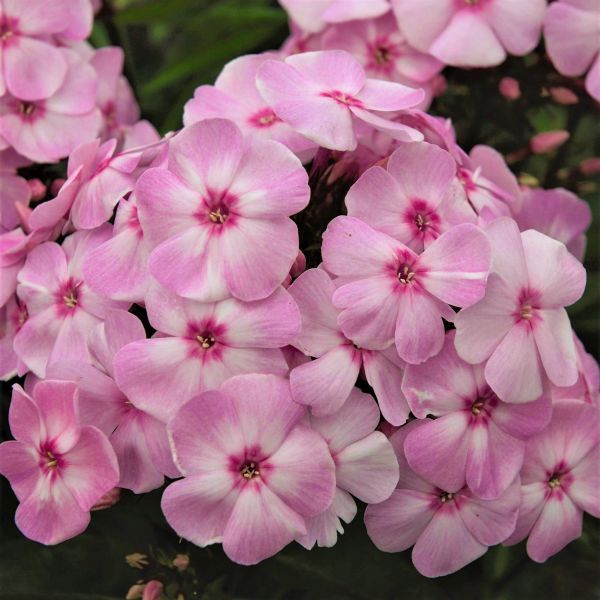 First Editions&reg; Cotton Candy&trade; Phlox