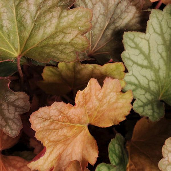 Carnival Watermelon Coral Bells