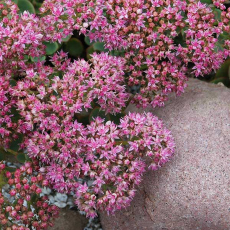 Lime Zinger Sedum