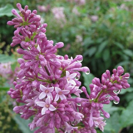 Minuet Lilac