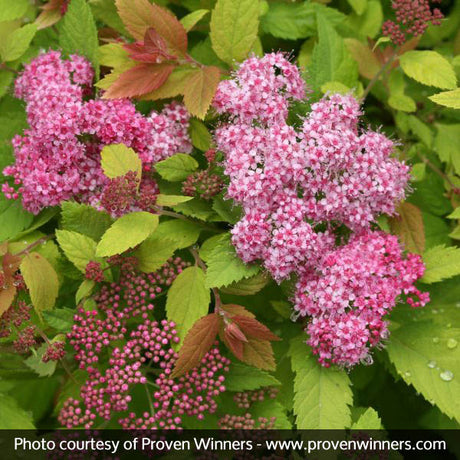 Proven Winner&reg; Color Choice&reg; Double Play Big Bang&reg;Spiraea