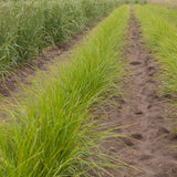 Autumn Moor Grass