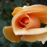 Brandy Hybrid Tea Rose