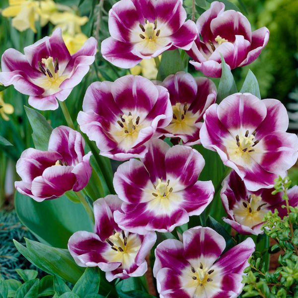 Arabian Mystery Tulip