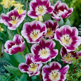 Arabian Mystery Tulip