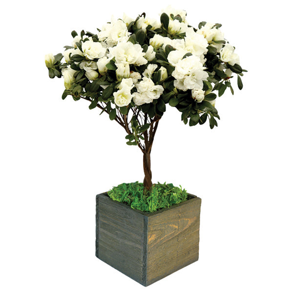 Just Because White Florist Azalea Topiary