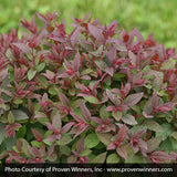 Double Play&reg; Pink Spirea