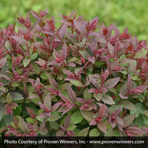 Double Play&reg; Pink Spirea