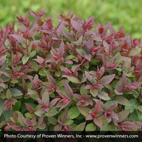 Double Play&reg; Pink Spirea