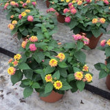 Bandana&reg; Pink Lantana