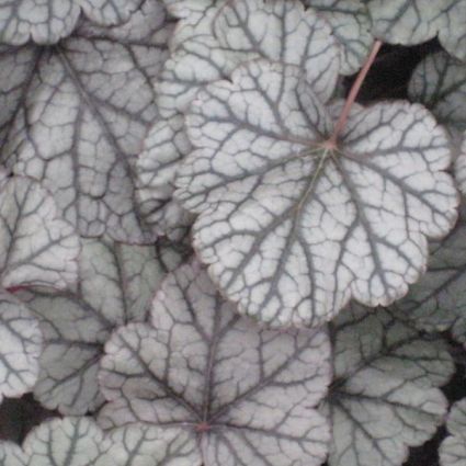 Silver Scrolls Coral Bells