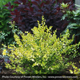 Proven Winners&reg; Cesky Gold&reg; Dwarf Birch