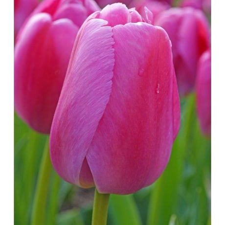 Purple Pride Tulip