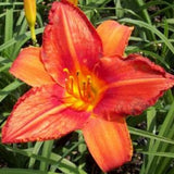 Alabama Jubilee Daylily