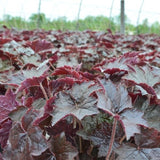 Blackout Coral Bells