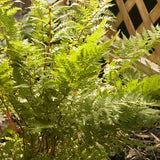 Lady in Red Fern