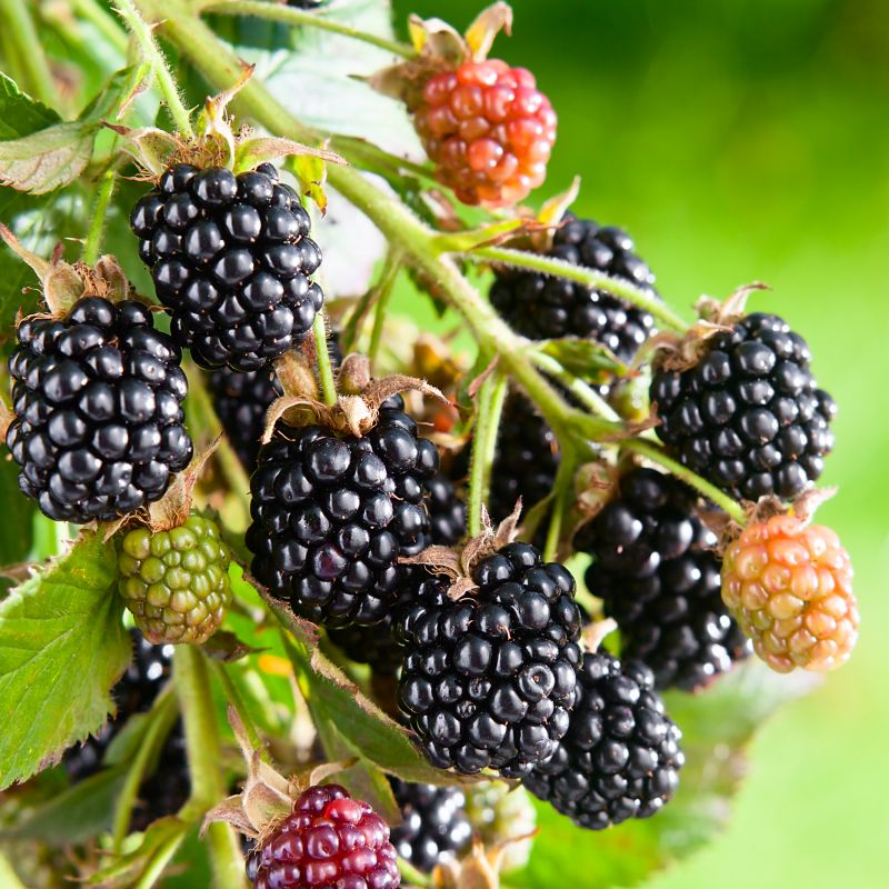 Black Satin Blackberry Bush