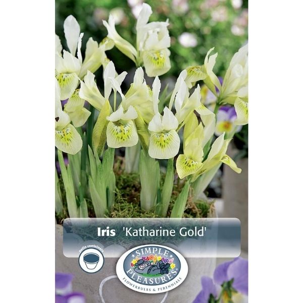 Katharine Gold Dwarf Iris