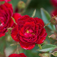 Easy Elegance&reg; Chi&trade; Rose