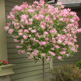 Tinkerbelle&reg; Lilac Tree