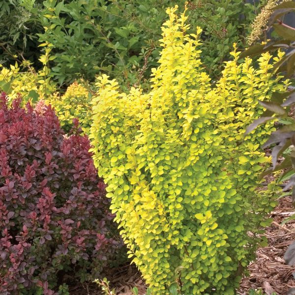 Proven Winners? Sunjoy? Gold Pillar Barberry