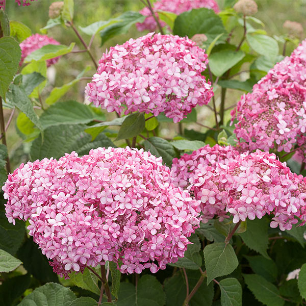 Invincibelle&reg; Spirit II Hydrangea