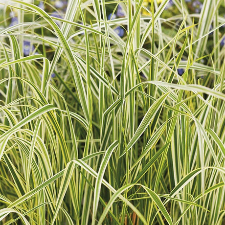 Overdam Feather Reed Grass