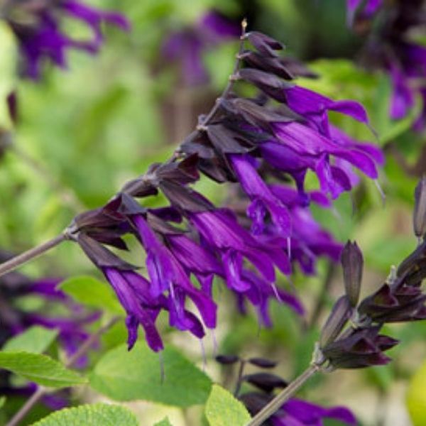 Amistad Salvia