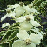 Samaritan&reg; Japanese Dogwood