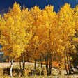 Quaking Aspen Tree