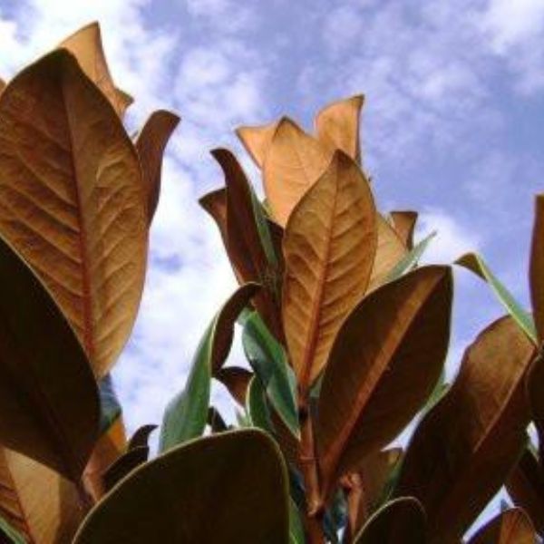 D.D. Blanchard Southern Magnolia Tree