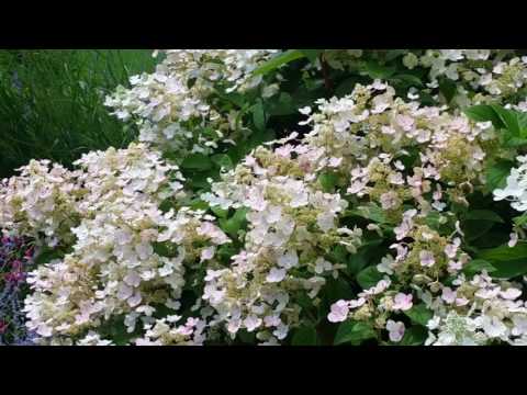 Quick Fire&reg; Panicle Hydrangea