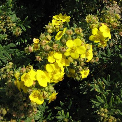 Jackman Potentilla