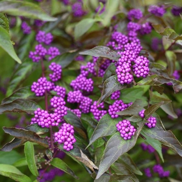 Early Amethyst Beautyberry