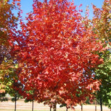 Flashfire&reg; Sugar Maple