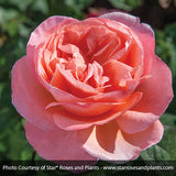 Sweet Mademoiselle&trade; Hybrid Tea Rose