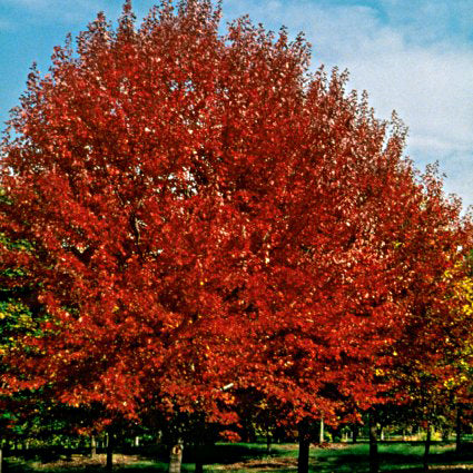 Brandywine Maple Tree