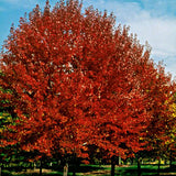 Brandywine Maple Tree